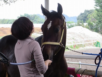 馬の表情