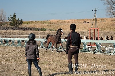 馬が健康で元気！