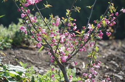 馬の放牧場の花