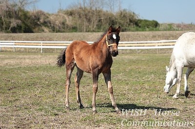 賢い表情の子馬