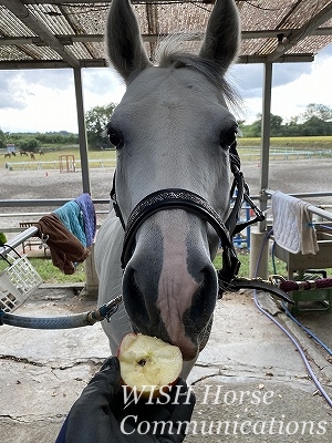 乗馬とリンゴ