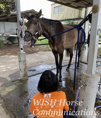 馬の気持ちいい表