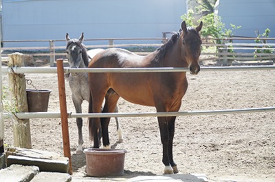 性格の良い可愛い馬たち