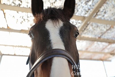 性格の良い馬たち