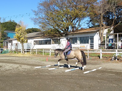 全頭スーパーホース