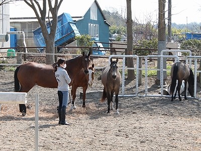 馬と一緒に放牧