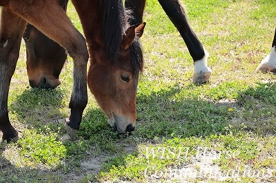 牧草を食べる馬