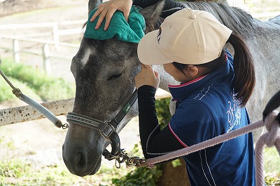 馬と親睦を深める