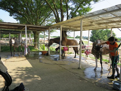 私達の馬育て