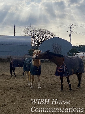 楽しそうに遊ぶ乗馬