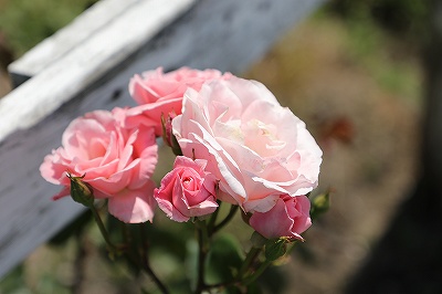 ウィッシュホースコミュニケーションズの薔薇