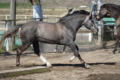 生き生きとした馬達