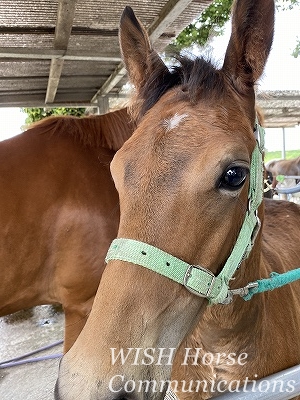 瞳が輝く乗馬