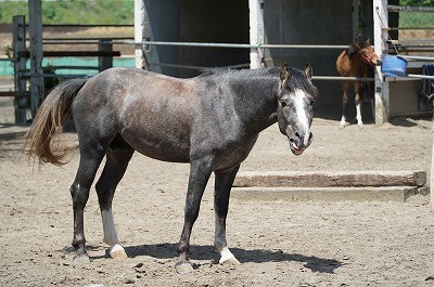 ほのぼの成長乗馬