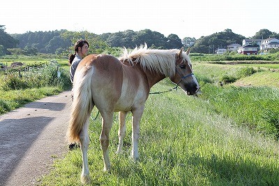 千葉県の馬術部
