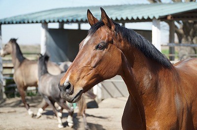 ウィッシュホースコミュニケーションズの馬達