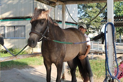 良く育てられた馬と戯れる