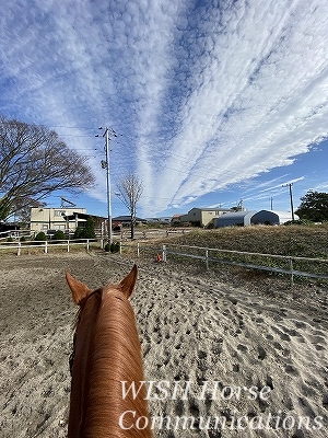 乗馬に必要なのは話し合い