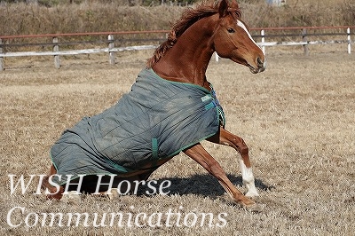 起き上がる馬