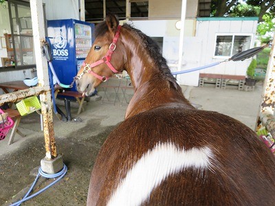 新馬調教　安心して後ろに立てる馬