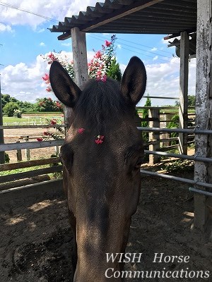 馬の花飾り