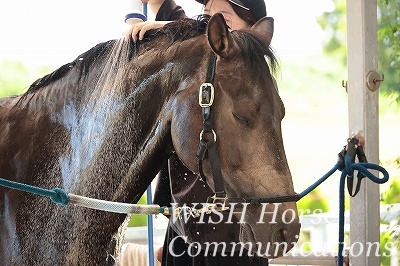 馬に優しい乗馬