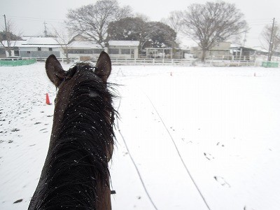 銀世界で馬と遊ぶ！