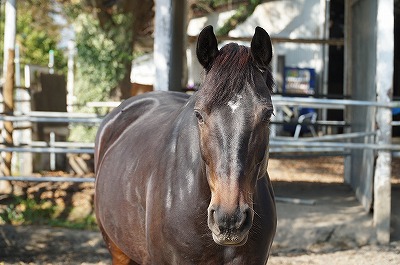 ここの馬達はみんな馬耳東風じゃないすごい馬！