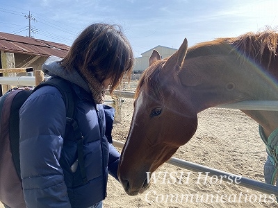 馬の心と寄り添う乗馬