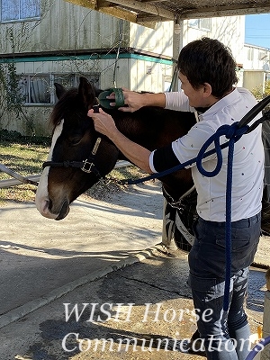 うっとりする馬