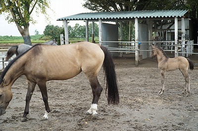 良い馬の立ち姿