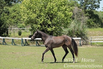 馬も楽しい乗馬