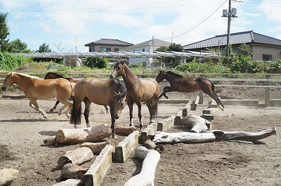 馬の社会性