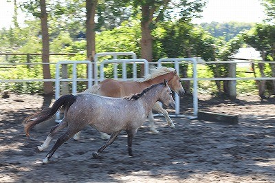 放牧は乗馬クラブに絶対必要