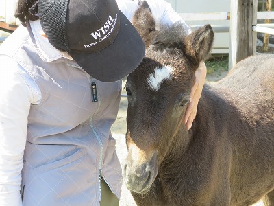 馬と仲良くなる馬術を極める