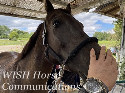 馬に優しい乗馬クラブ
