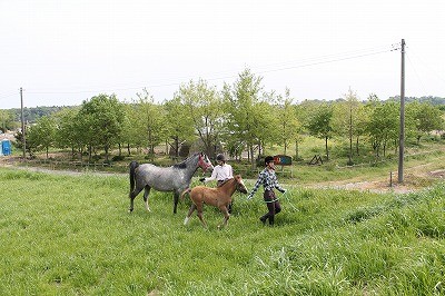 子馬と散歩