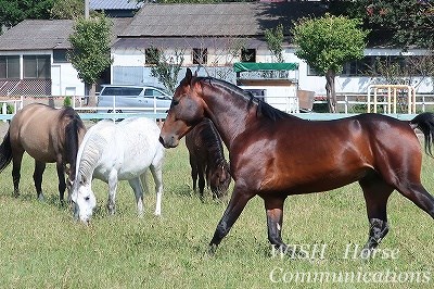 健康でよく調教された馬をパートナーに！