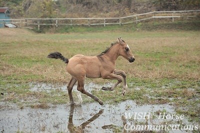 雨上がりの仔馬