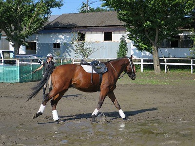 馬とWin-Winな乗馬をしよう！