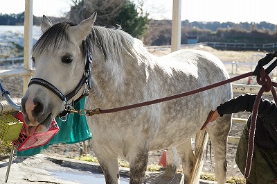 幸せな乗馬を選ぶ人が増えれば幸せな馬が増える