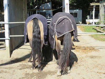 仲良しの馬達