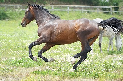 馬が好き、にふさわしい行動を