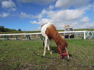 千葉の青空と乗馬クラブ