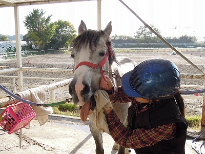 これがウィッシュの乗馬