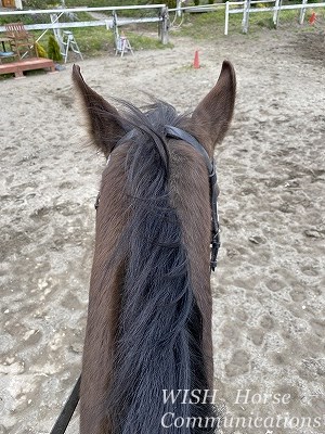 乗馬の成長