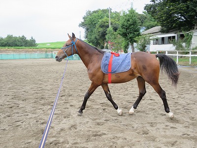 馬の健康と信頼関係が基本です。