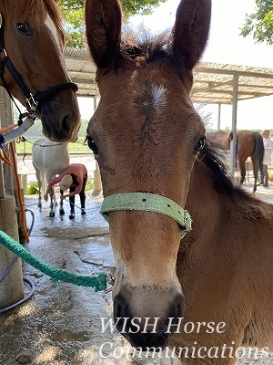 乗馬の産毛