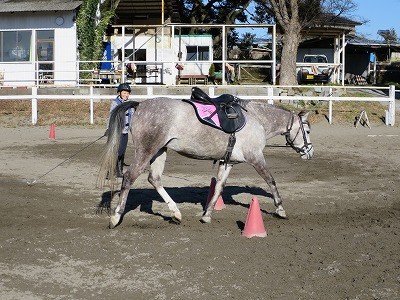 乗馬の基礎は馬とのコミュニケーション