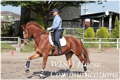 乗馬の撮り方